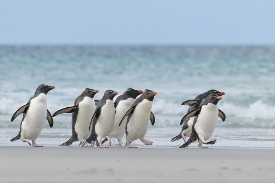 rückkehrende Gruppe Felsenpinguine