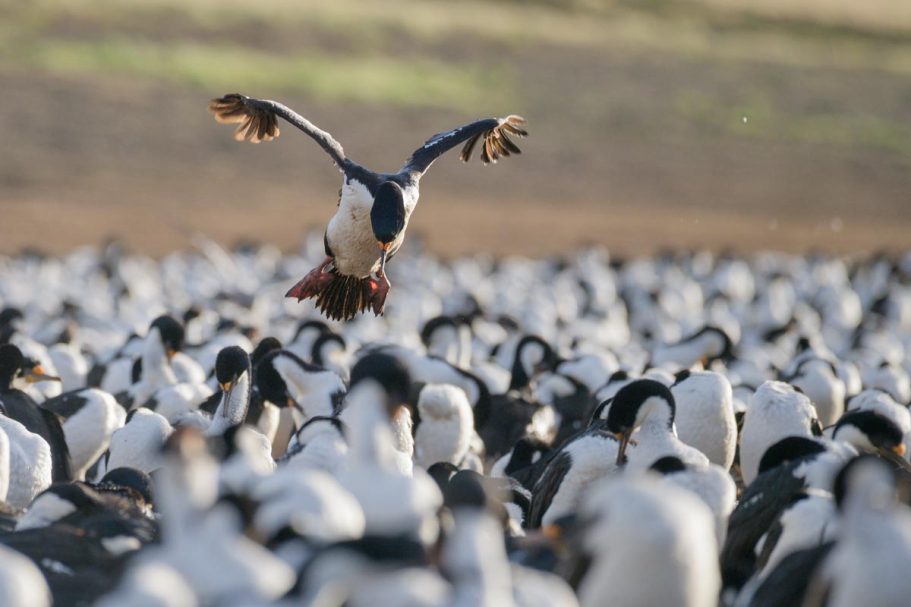 in Kolonie landener Königskormoran