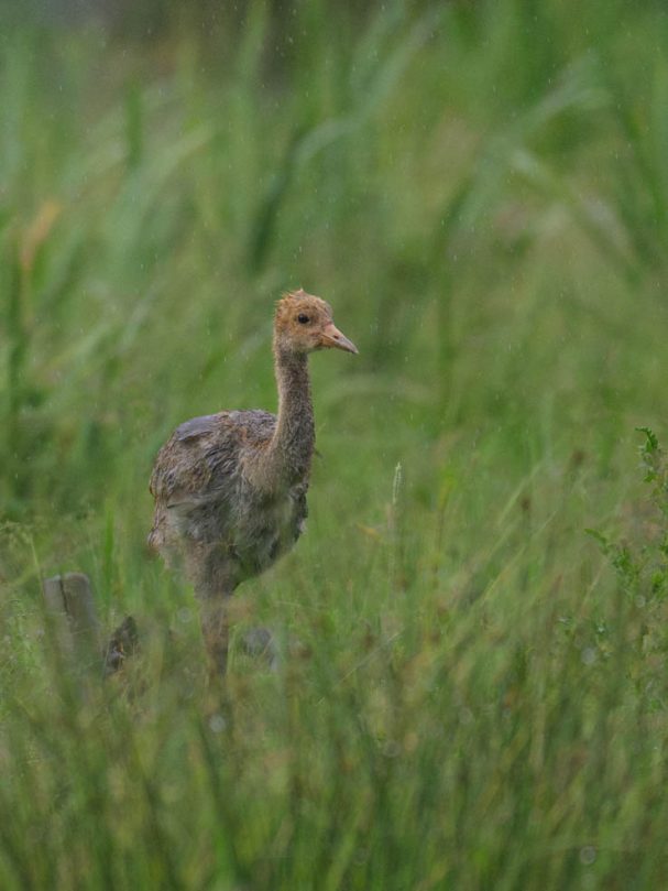 durchnässter Jungkranich