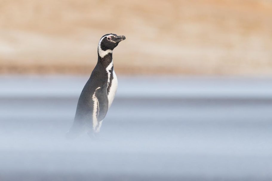 Magellanpinguin im Sandsturm am Strand