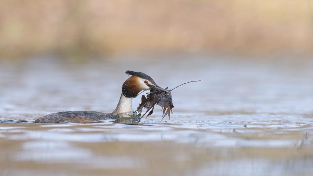 Materialtransport für den Nestbau