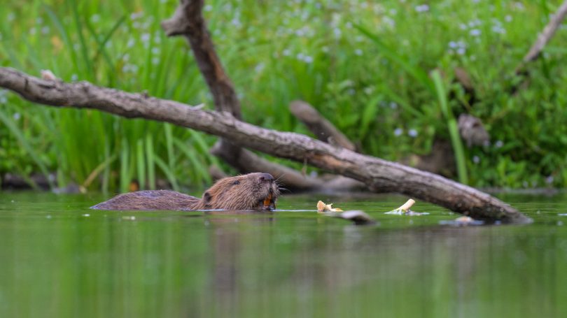 Biber im Wasser