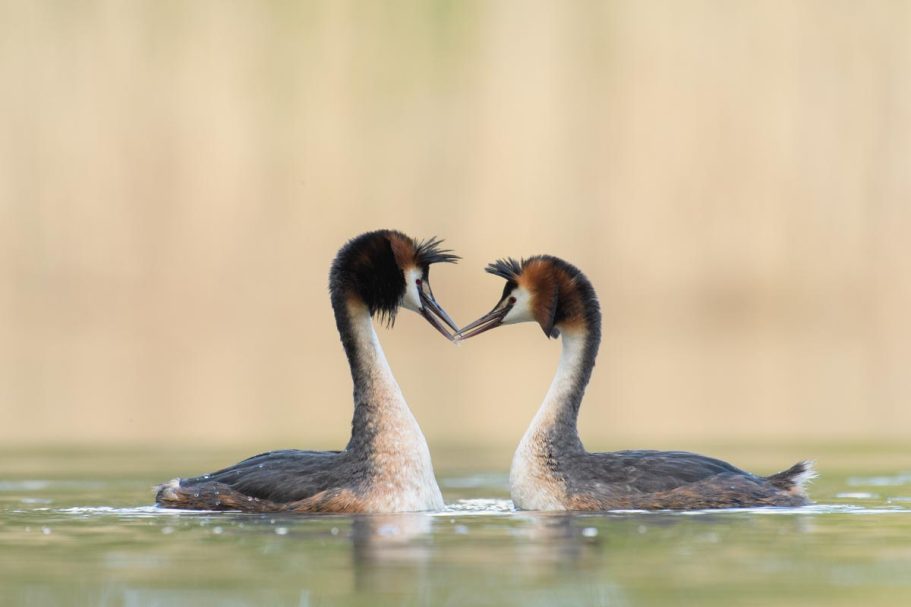 balzende Haubentaucher