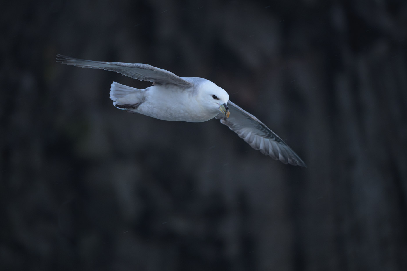 fliegender Eissturmvogel vor Steilküste