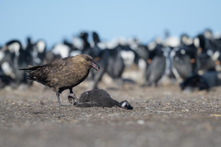 Falkland-Skua mit Beute vor der Brutkolonie