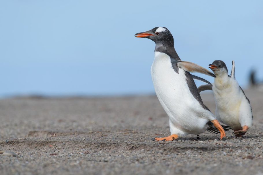 Verfolgungsjagd vor der Fütterung