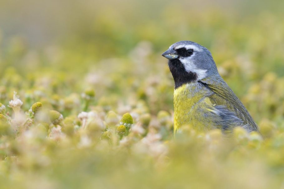 männliche Weißbart-Ammertangare