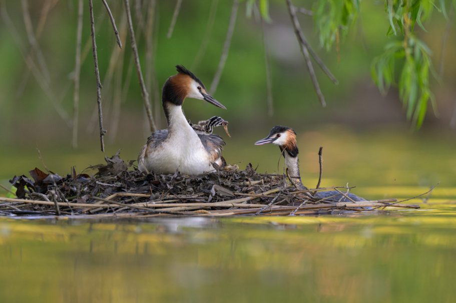 Während die anderen Eier noch bebrütet werden, wird das bereits geschlüpfte Küken auf dem Nest gefüttert