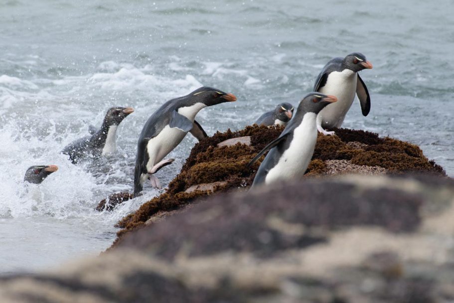 an den Strand springende Felsenpinguine