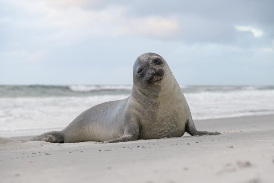 südlicher Seeelefant