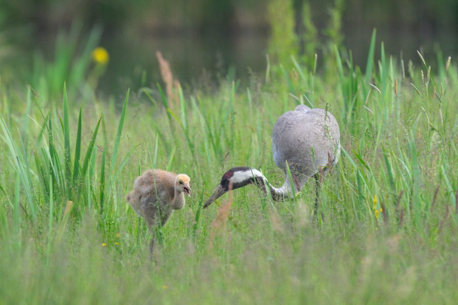 Fütterung des Jungvogels