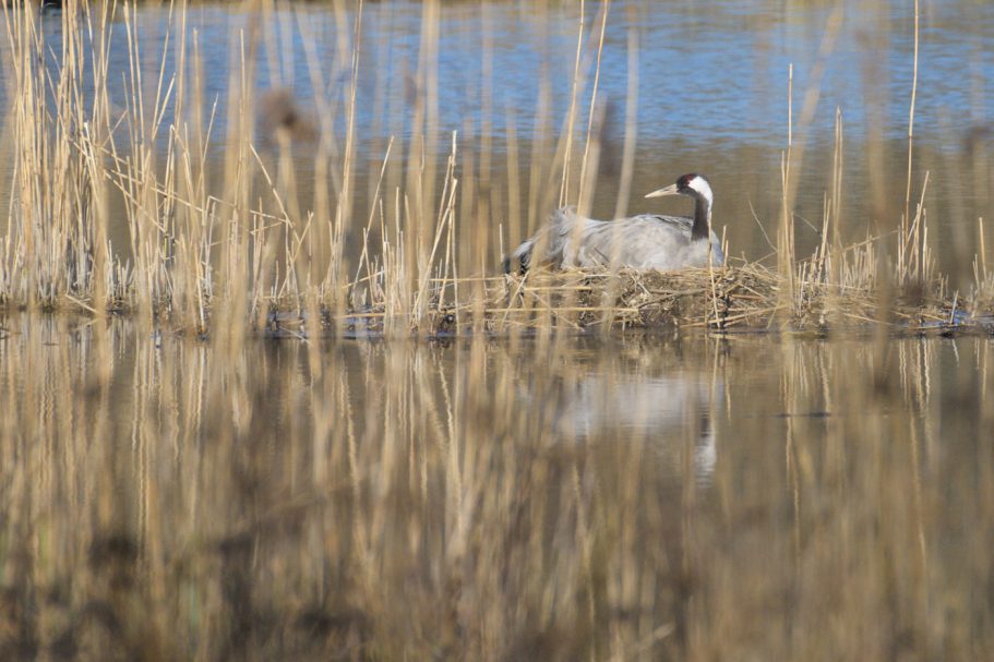 brütender Graukranich