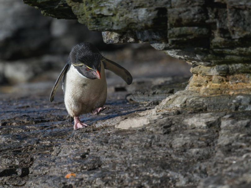 Felsenpinguin unter Felsvorsprung