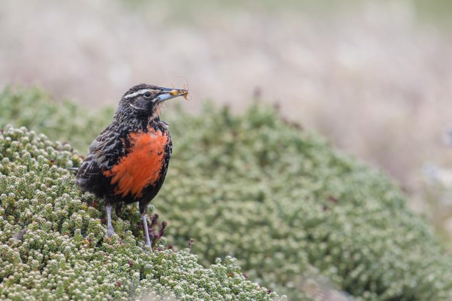 Langschwanzstärling mit Beute