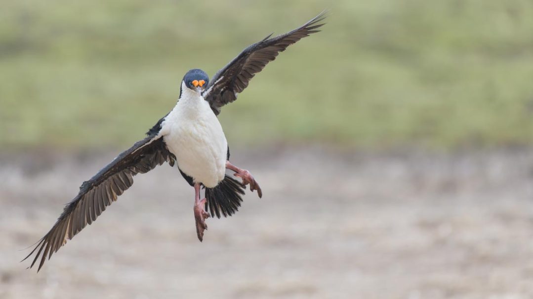 Königskormoran im Landeanflug