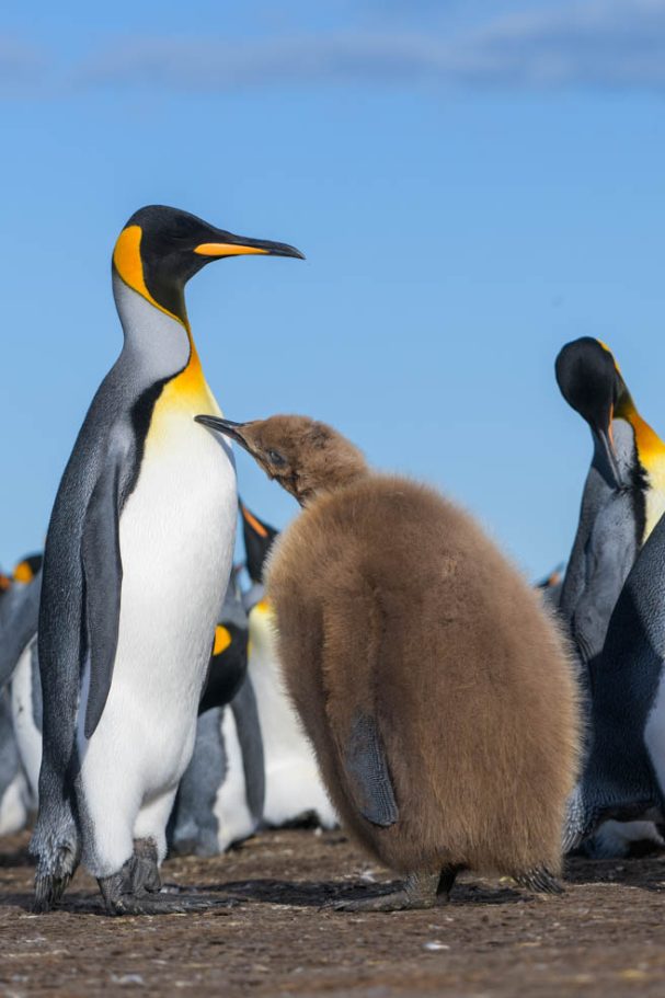 Königspinguin mit Jungtier