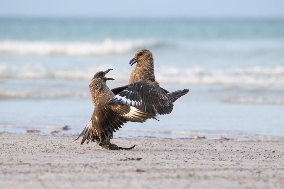 kämpfende Falkland-Skuas