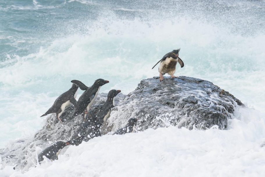 Felsenpinguine in tosender Brandung