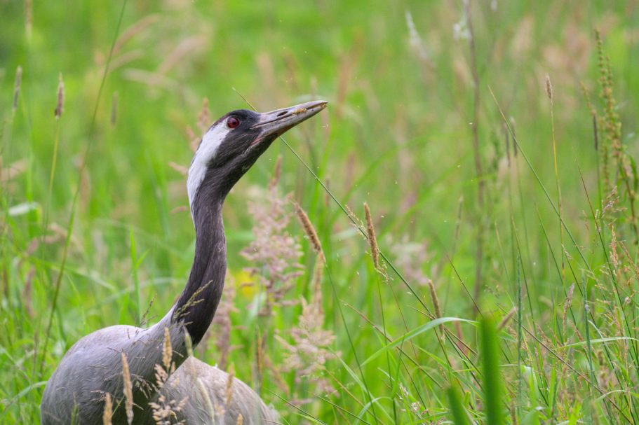 Graukranich frisst Grassamen