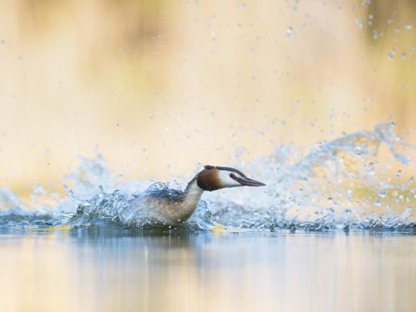 fliehender Haubentaucher