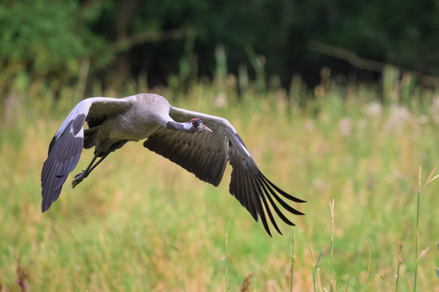 fliegender Kranich
