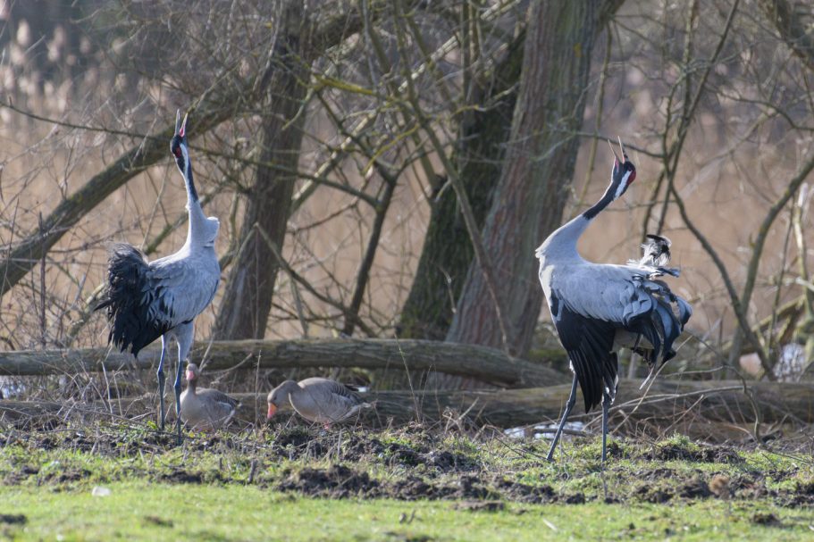 Balzende Graukraniche