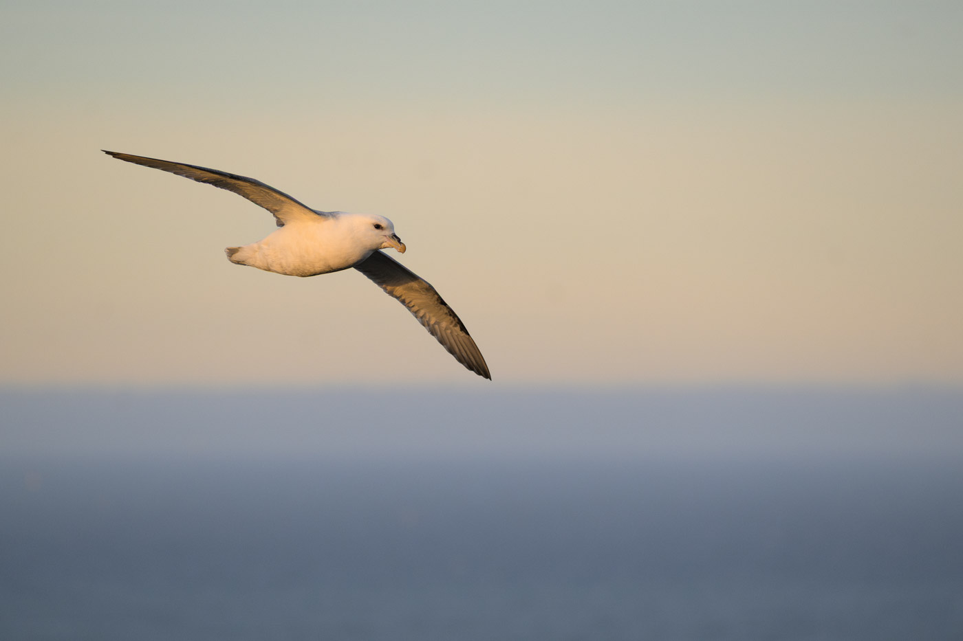 Eissturmvogel im Licht der aufgehenden Sonne