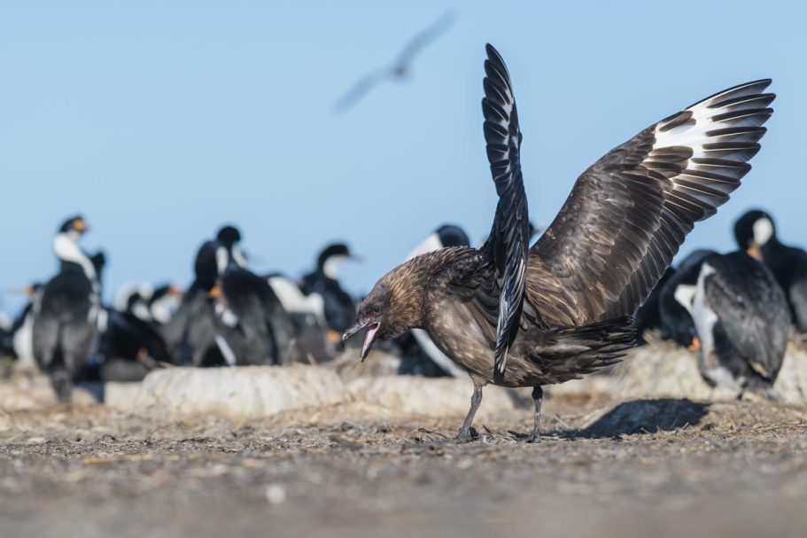 drohende Falkland-Skua