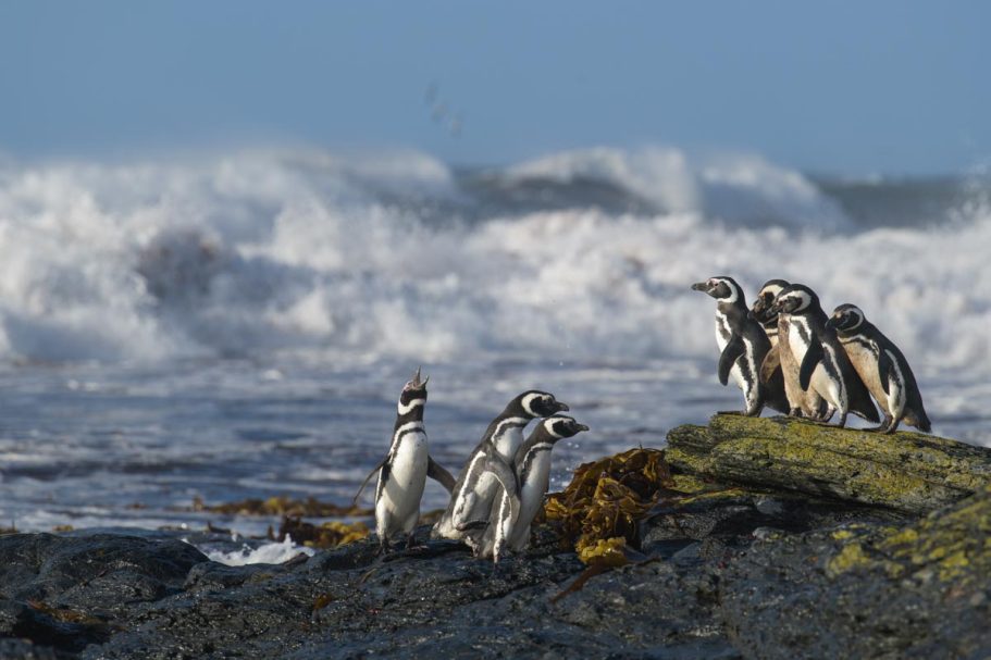 Magelanpinguine am Strand