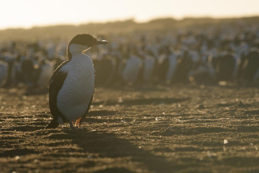 Königskormoran im Gegenlicht