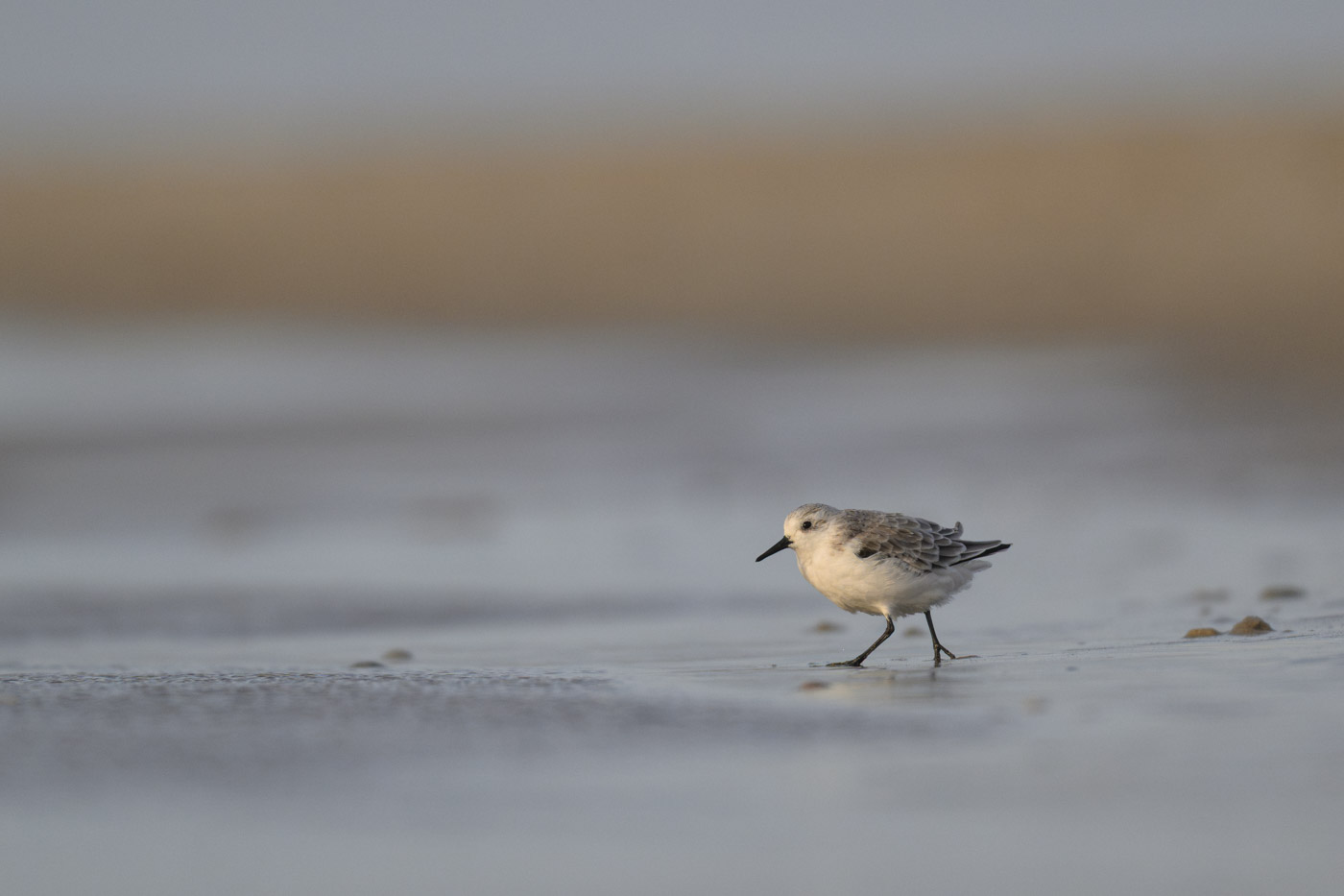 Sanderling