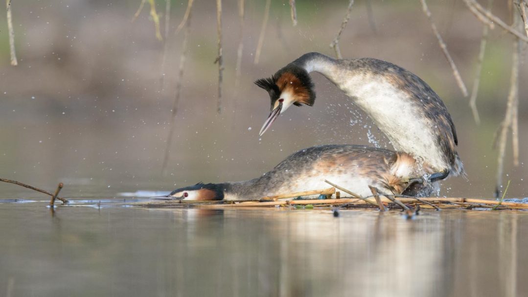 Paarung der Haubentaucher
