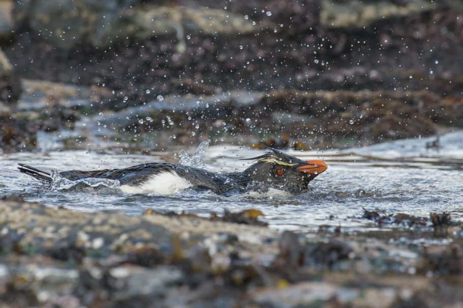 badender Felsenpinguin