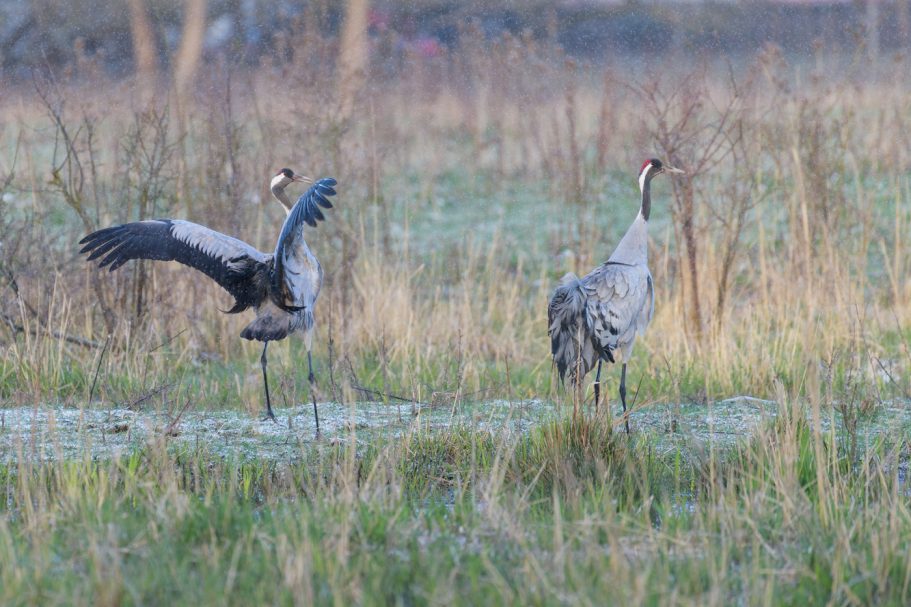 Tanzender Graukranich
