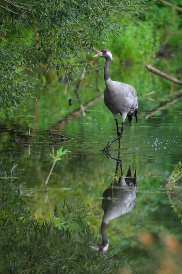 Graukranich mit Spiegelung