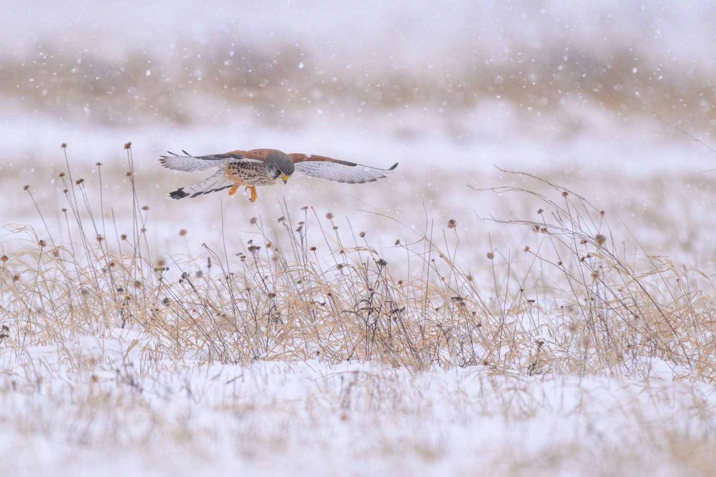Turmfalke im Schneegestöber