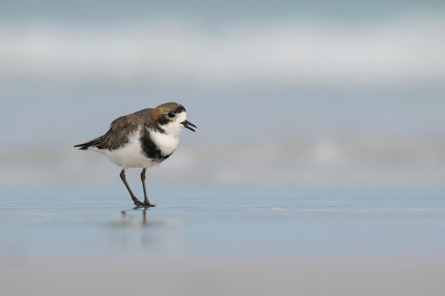 Falkland-Regenpfeifer