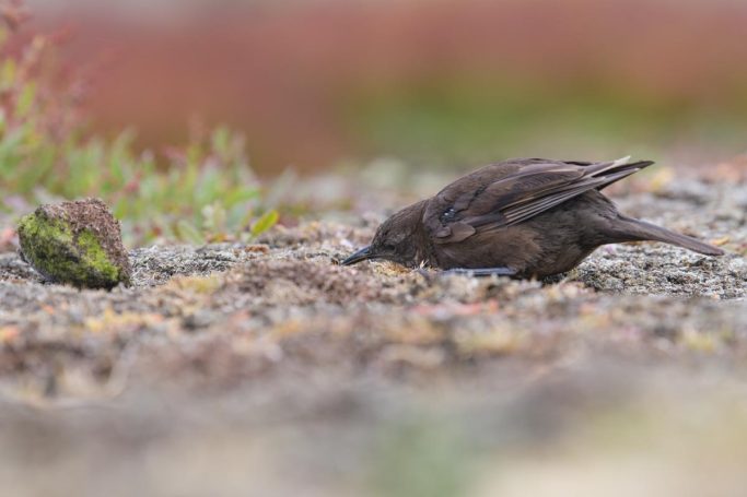 auf der Suche nach Insekten und Würmern