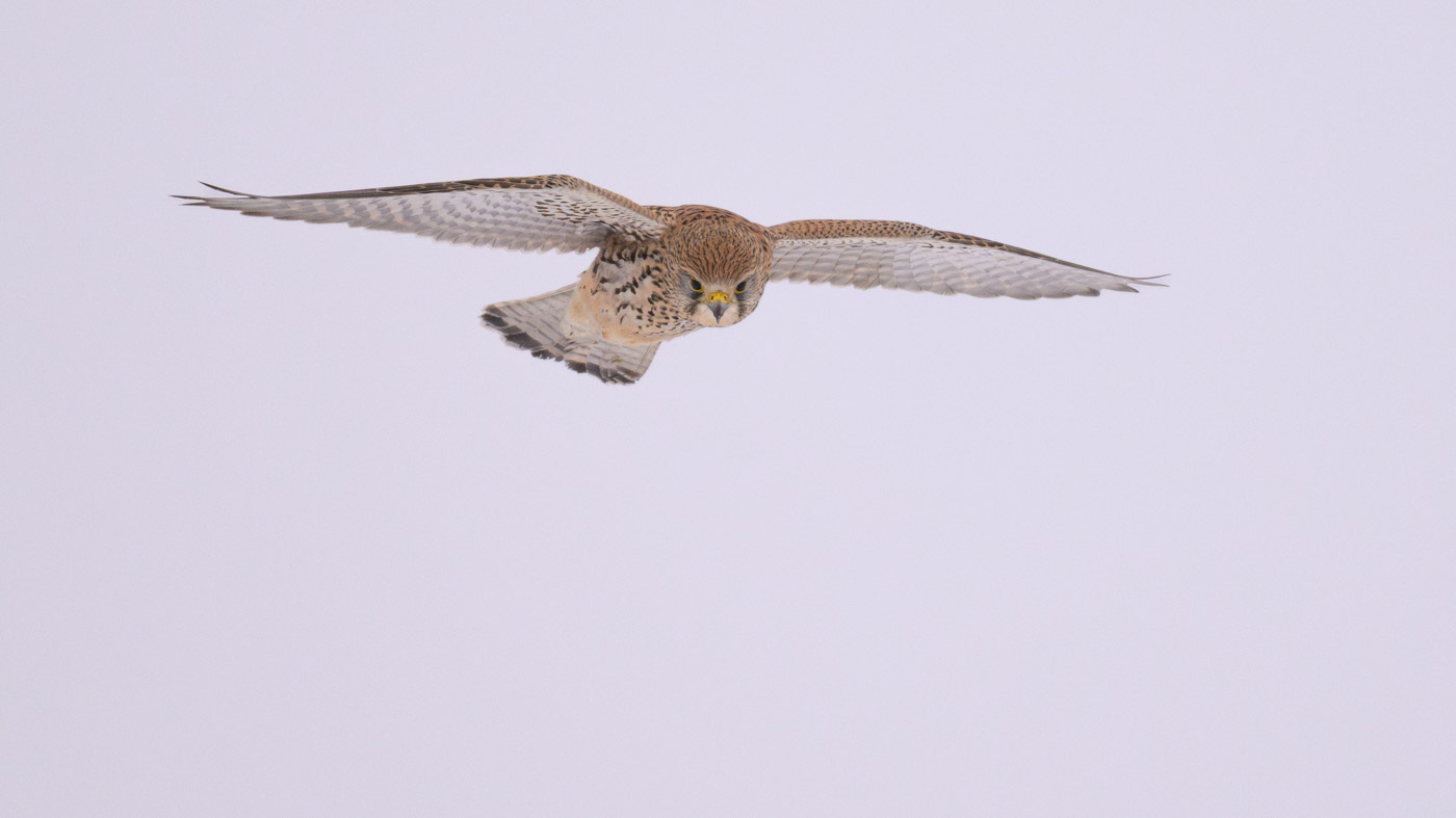 fliegender Turmfalke