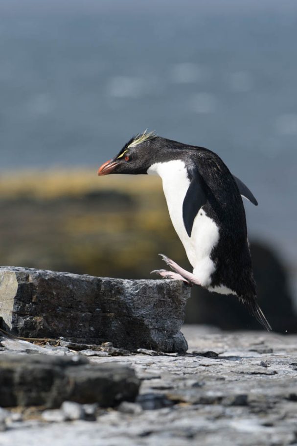 springender Felsenpinguin