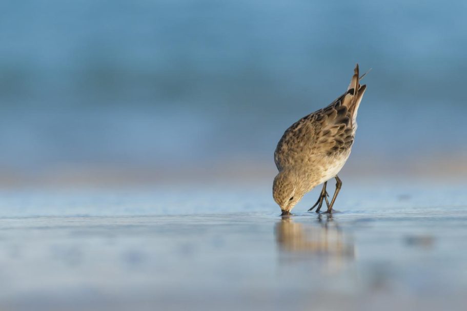 Weißbürzel-Strandläufer
