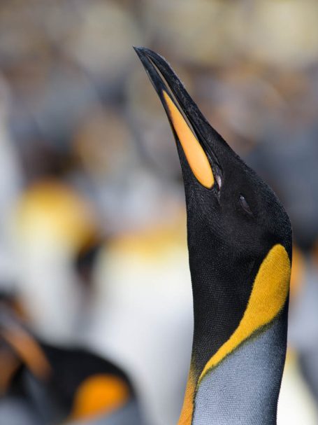 Königspinguin Portrait