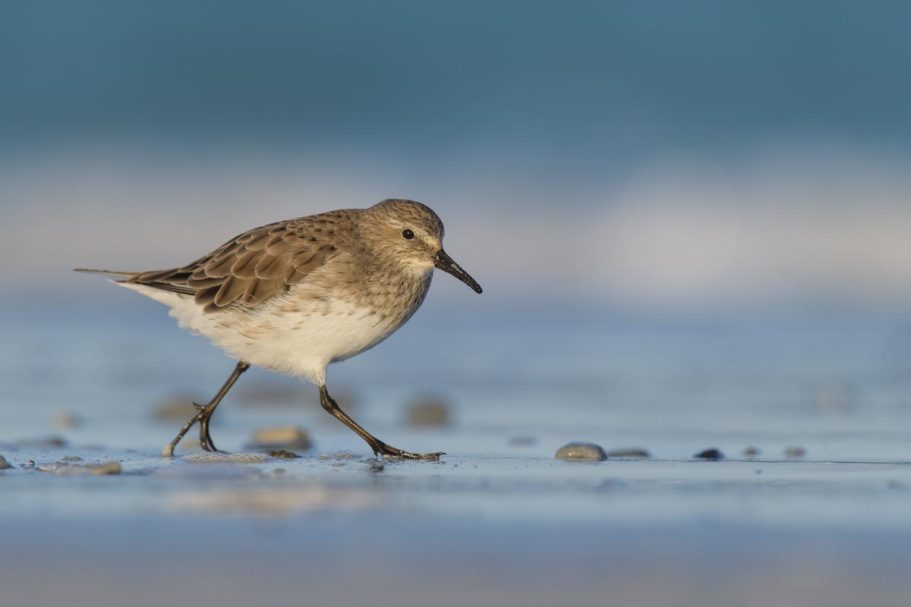 Weißbürzel-Strandläufer