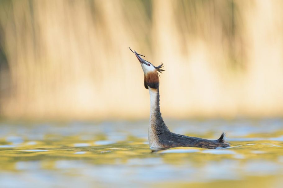 der "Grundast" für den Nestbau