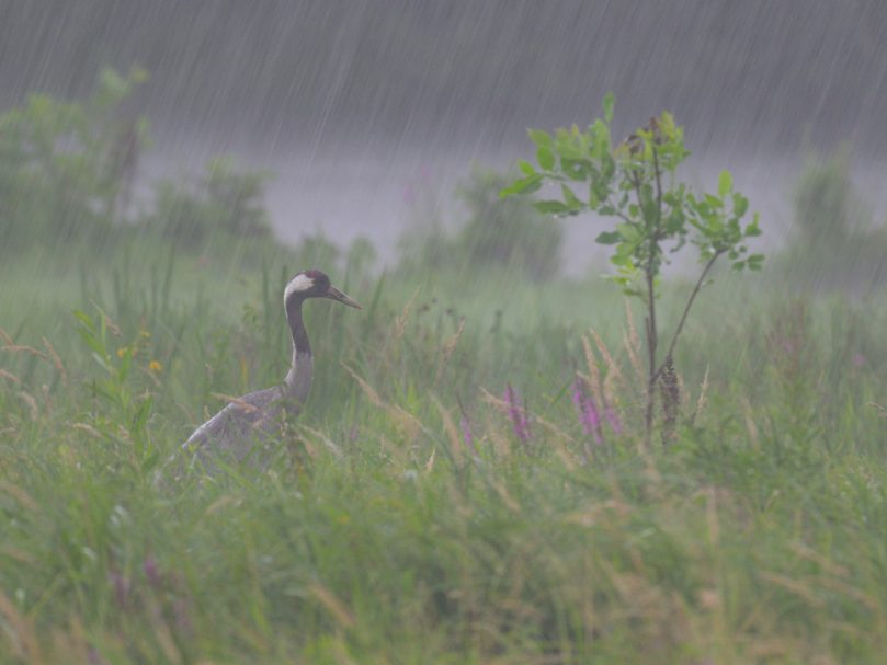 Graukranich im Starkregen