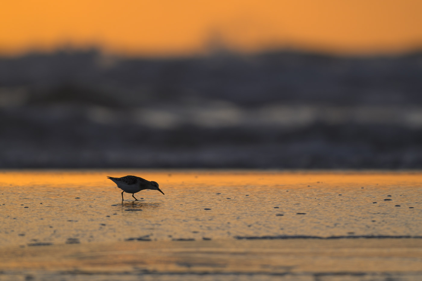 Sanderling im Licht der untergehenden Sonne