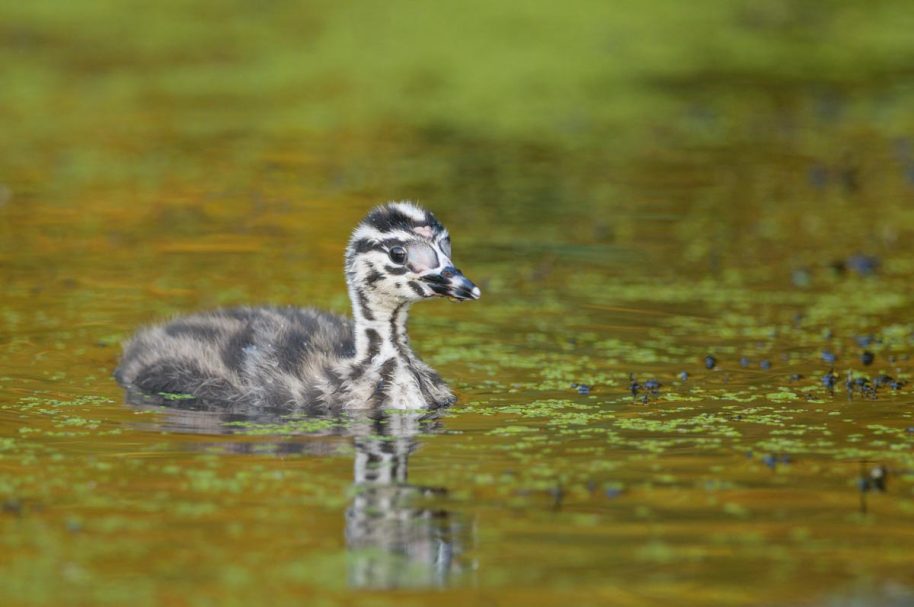Haubentaucher Küken