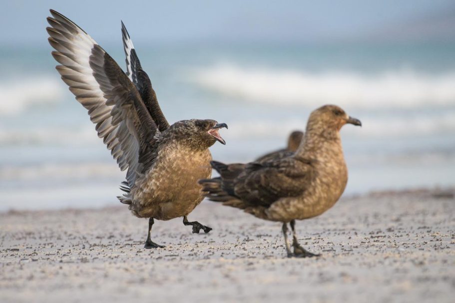 drohende Falkland-Skua