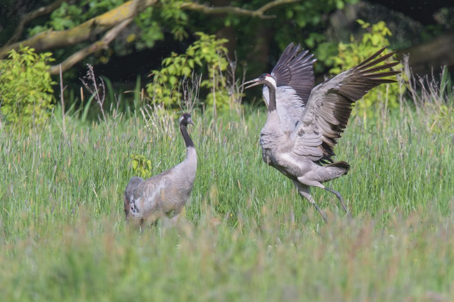 Tanzender Graukranich
