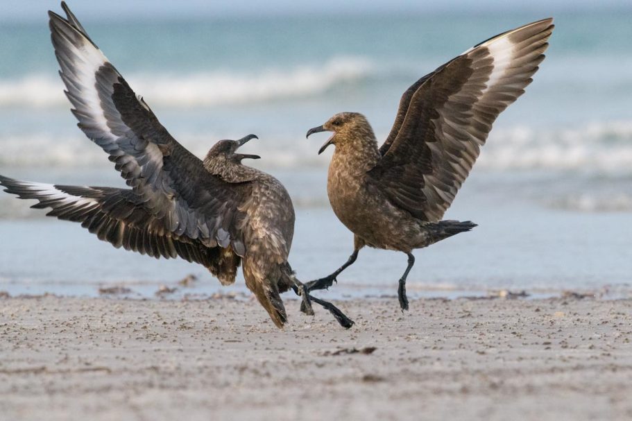 streitende Falkland-Skuas